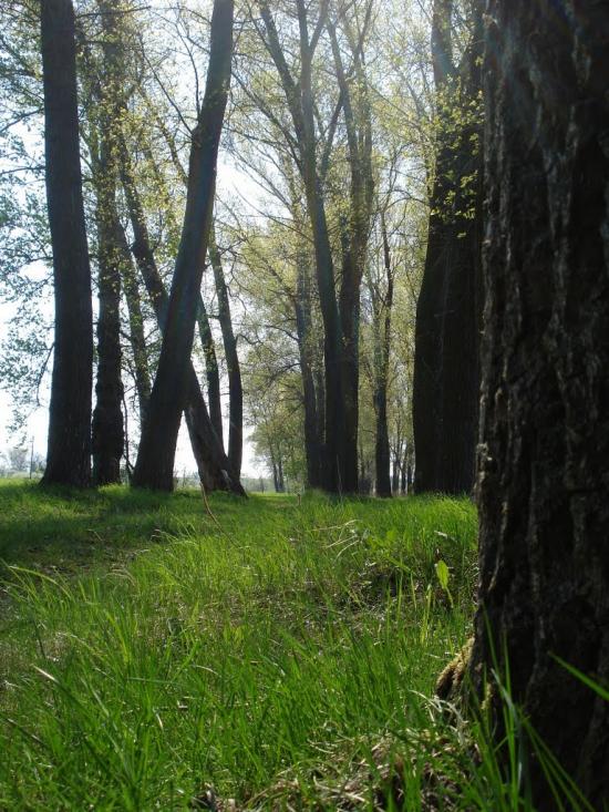 Любимівка з panoramio.com - Любимівка