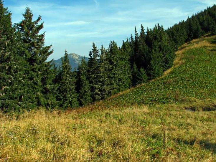 Осмолода з panoramio.com (ч.2) - Осмолода