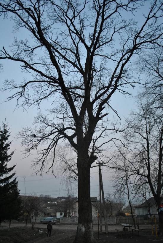 Закрівці з panoramio.com - Закрівці