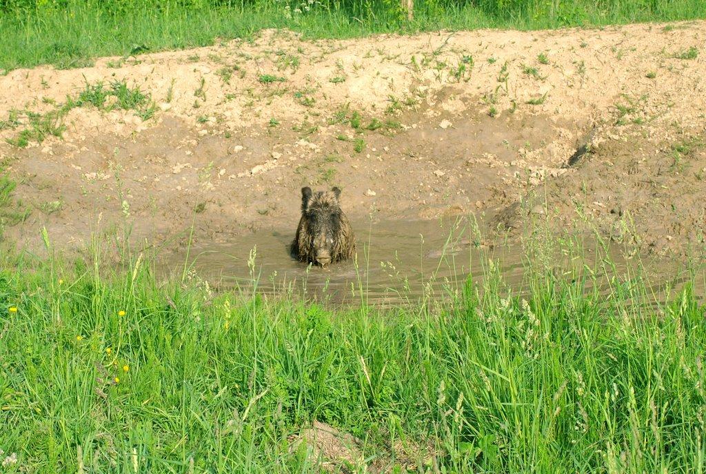 Студенець з panoramio.com - Студанец