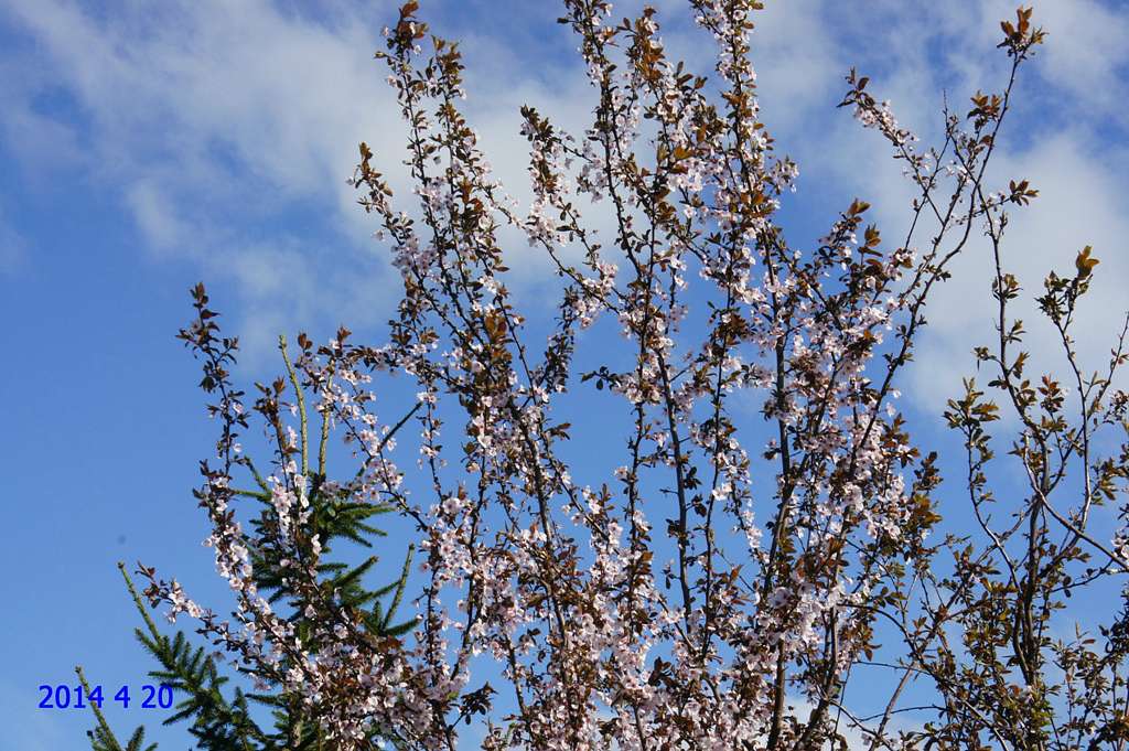 с.Осівці, Бучацький р-н., Тернопільська обл. - Osivtsi