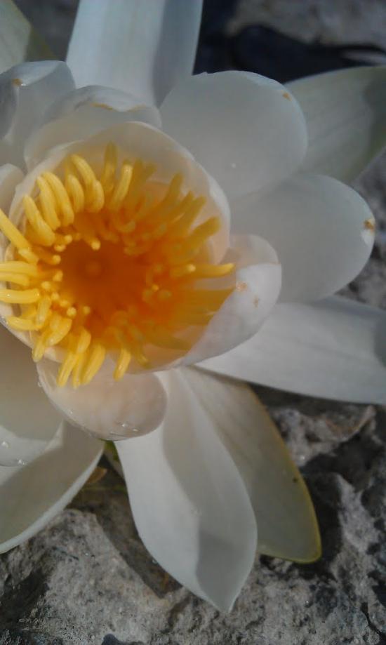 Ковалівка з panoramio.com - Ковалівка