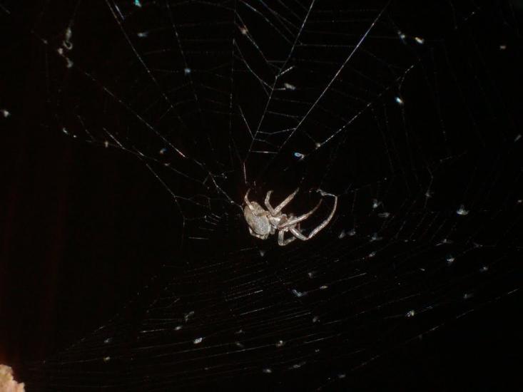 Бабинці з panoramio.com - Бабинці