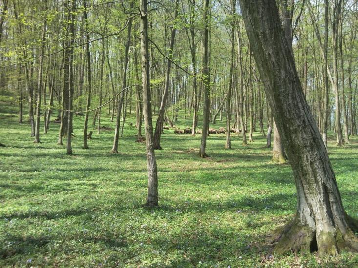 Старе Село з panoramio.com - Старое Село
