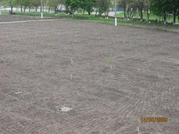 Нові Санжари з panoramio.com - Нові Санжари