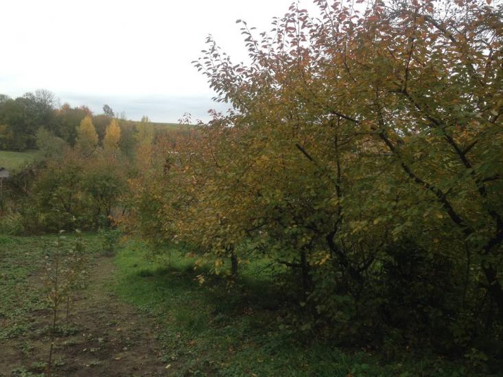 Тишевичі з panoramio.com - Тышевичи