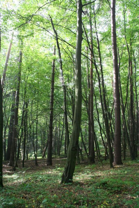 Старе Село з panoramio.com - Старое Село