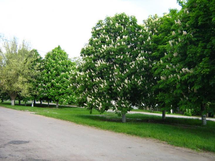 Калінінське з panoramio.com - Калининское