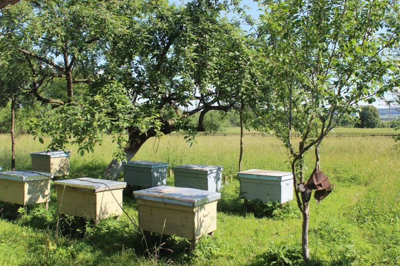 Хомець з panoramio.com - Хомець