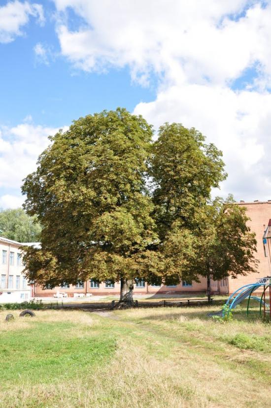 Кривошиїнці з panoramio.com - Кривошиїнці