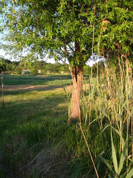 Северинівка з panoramio.com - Северинівка