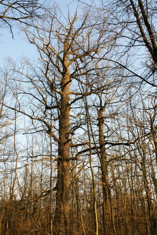 Тетлега з panoramio.com - Тетлега