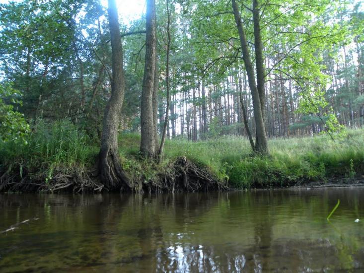 Хрипськ з panoramio.com - Хрипск