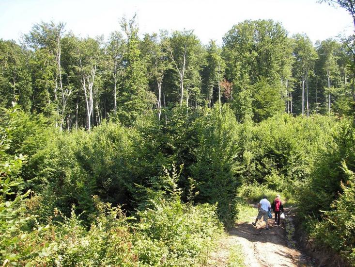 Гута з panoramio.com - Гута