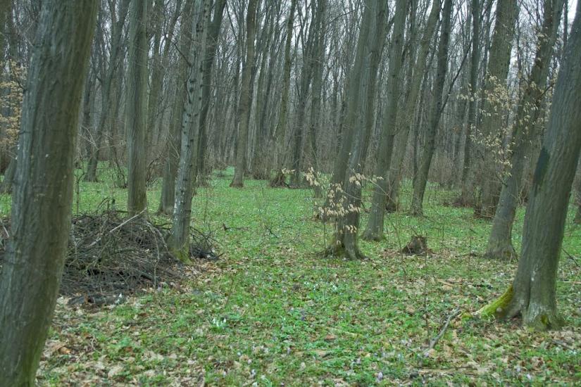 Теолин з panoramio.com - Теолин