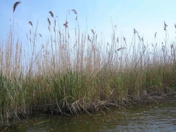Приморське з panoramio.com - Приморское