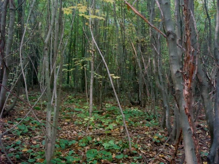 Лісогірка з panoramio.com - Лесогорка