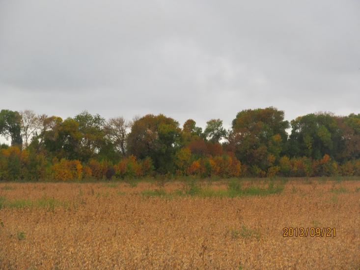 Пронозівка з panoramio.com - Пронозівка