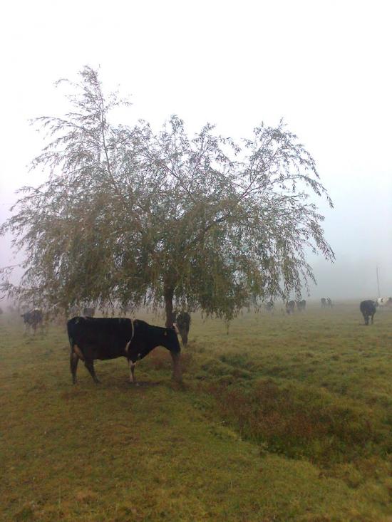 Спасів з panoramio.com - Спасів