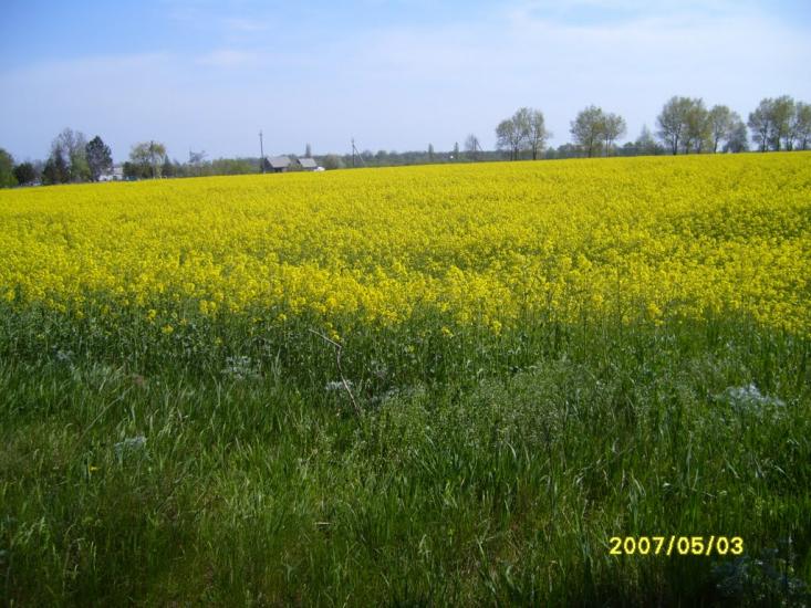 Катеринка з panoramio.com - Катеринка