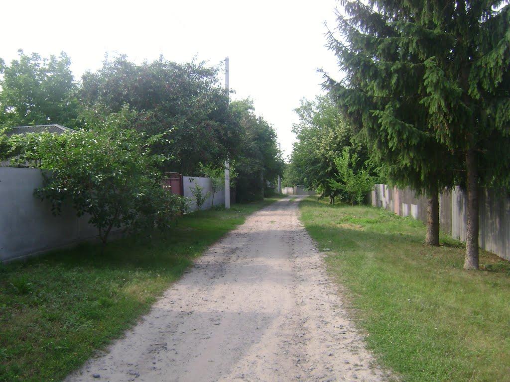 Нові Санжари з panoramio.com - Нові Санжари
