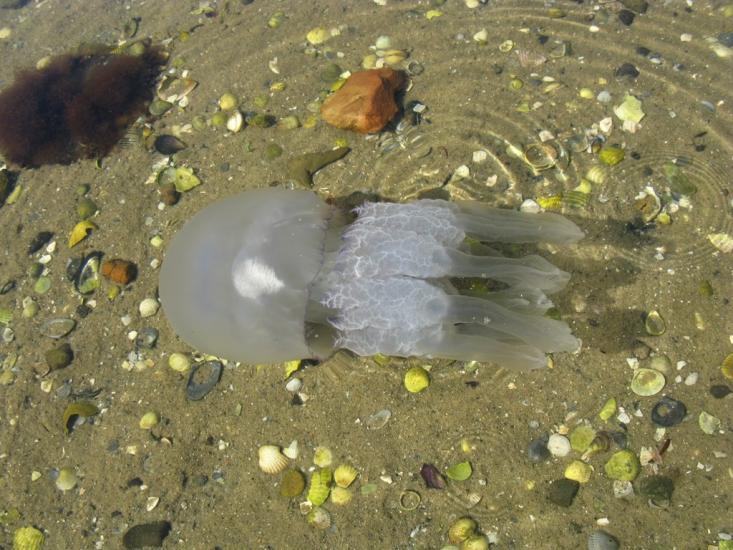 Курортне з panoramio.com - Курортне