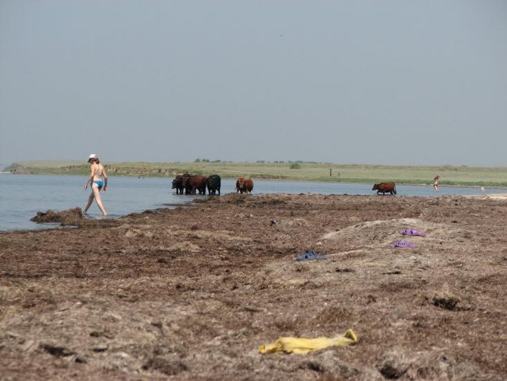 Волошине з panoramio.com - Волошине