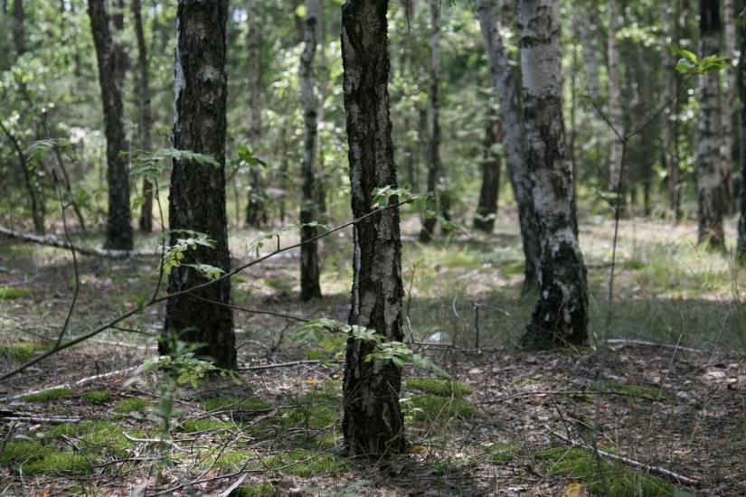 Мала Кошелівка з panoramio.com - Мала Кошелівка