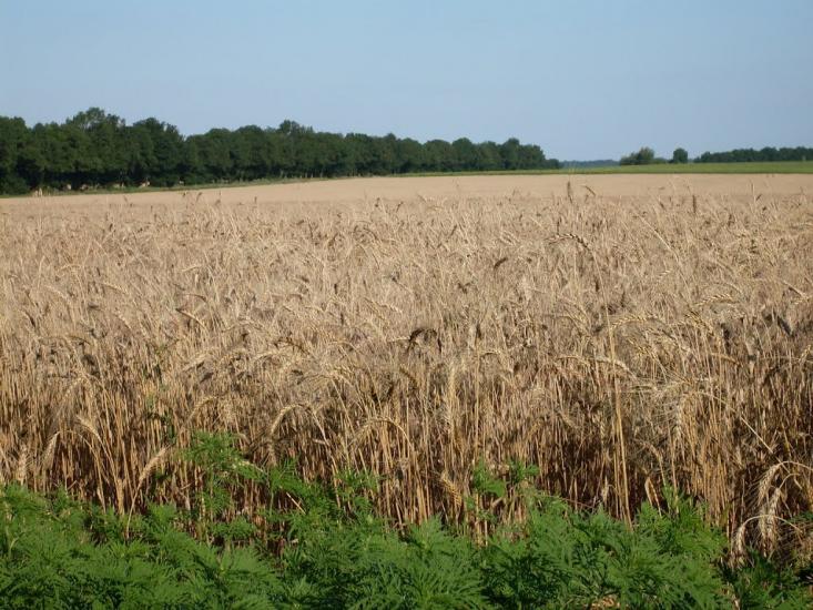 Гурівка з panoramio.com - Гуровка