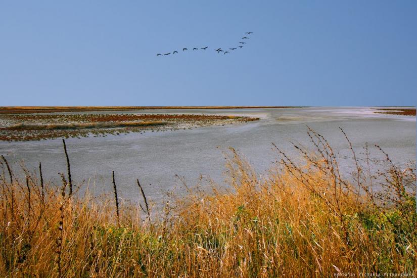 Чонгар з panoramio.com - Чонгар