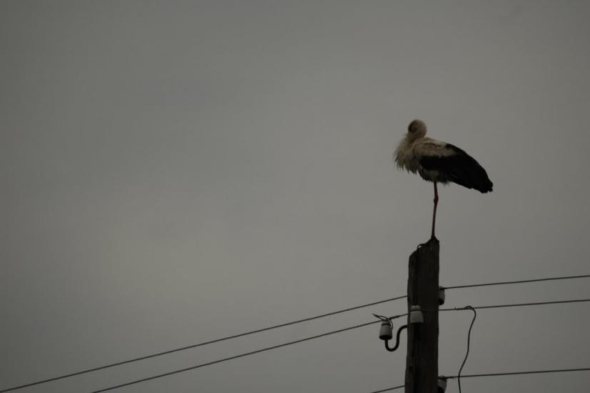 Дмитрівка з panoramio.com - Дмитрівка