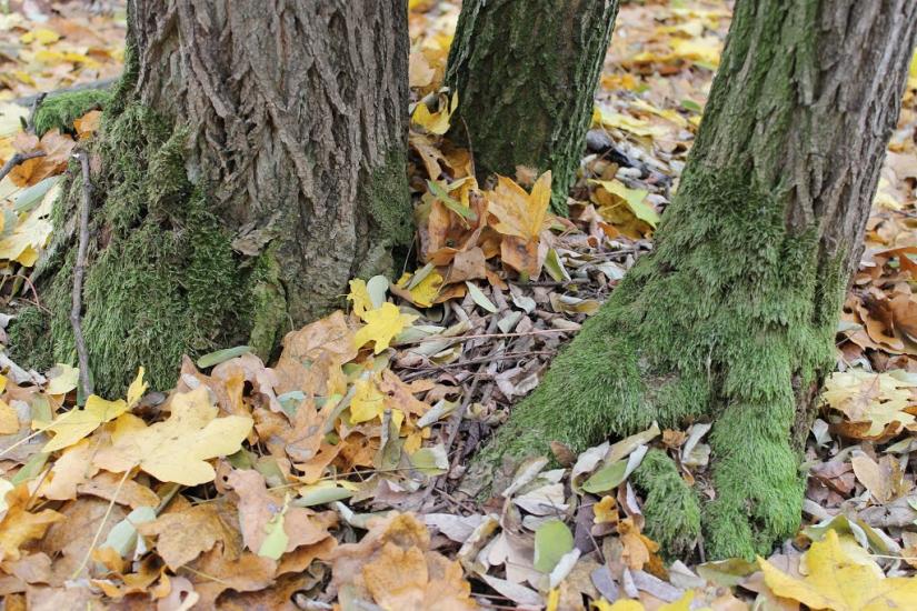 Тисобикень з panoramio.com - Тисобикень