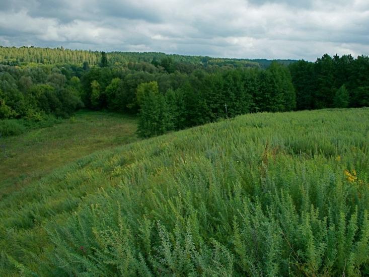 Барахти з panoramio.com - Barakhty