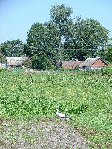 Іванків з panoramio.com - Ivankiv