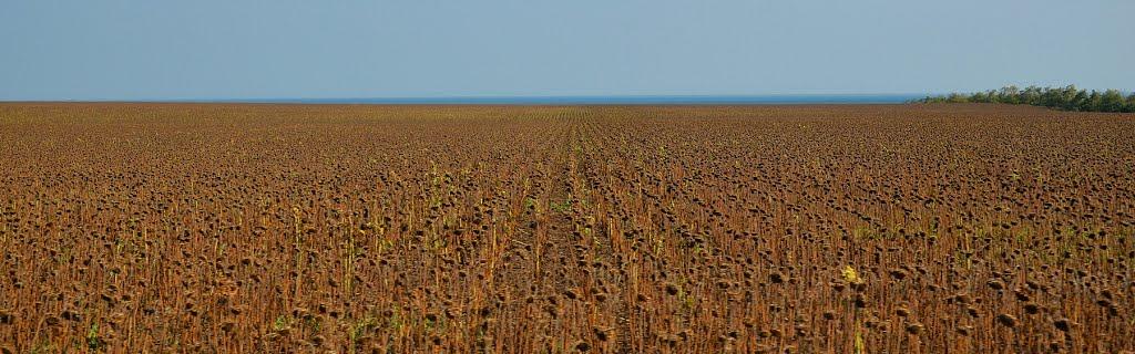 Партизани з panoramio.com - Партизаны