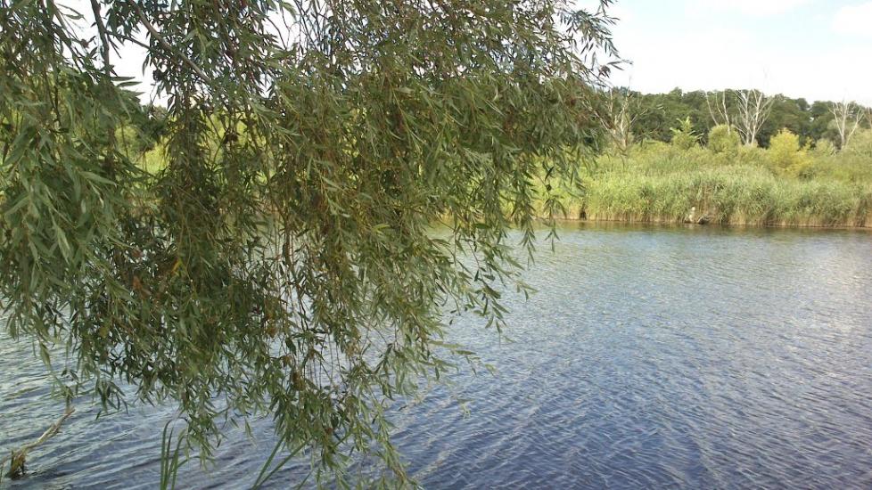 Стави з panoramio.com - Ставы