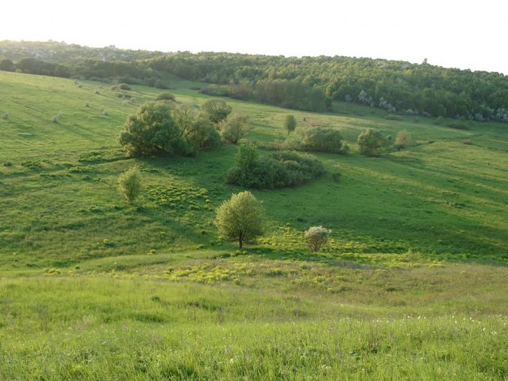 Кулібаба з panoramio.com - Кулібаба