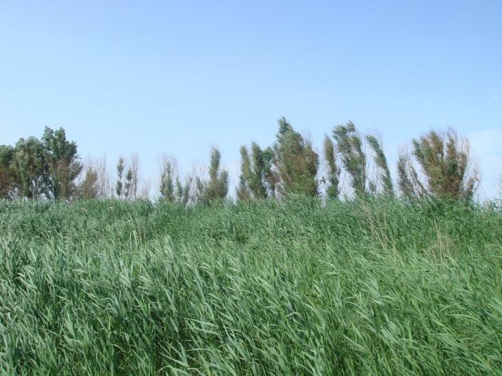 Рені з panoramio.com - Рени