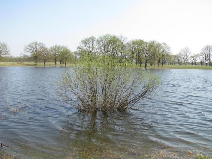 Миси з panoramio.com - Mysy
