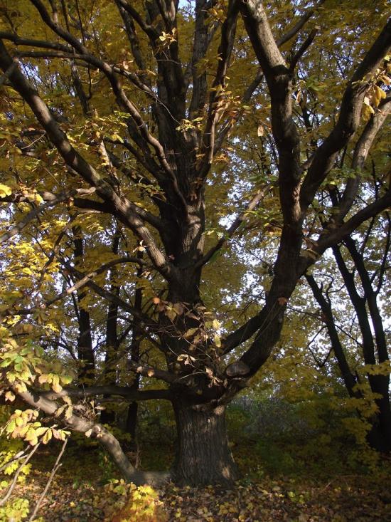 Рясне з panoramio.com - Рясне