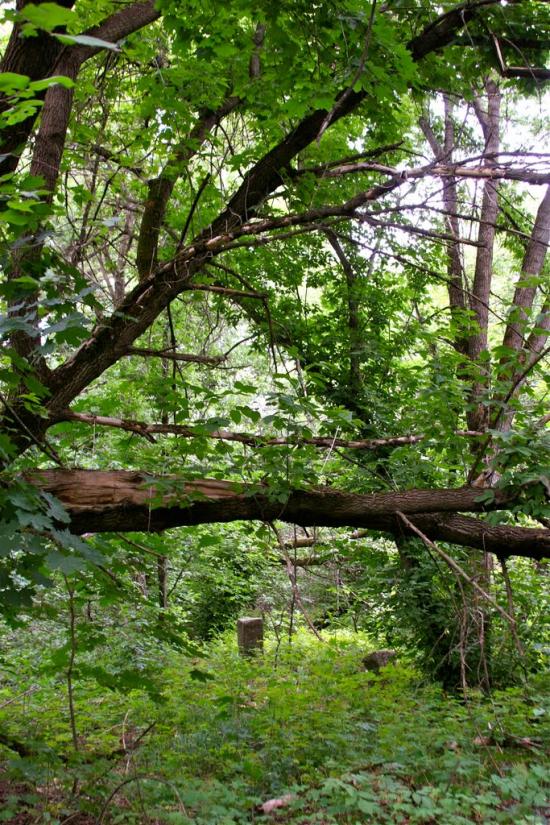 Пшеничники з panoramio.com - Пшеничники