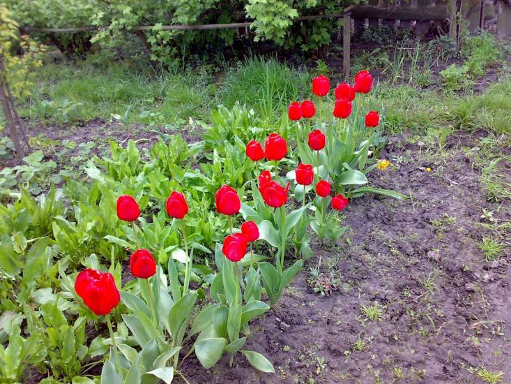 Чайківка з panoramio.com - Чайківка