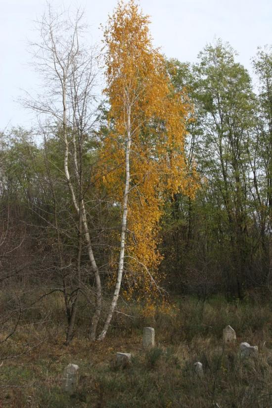 Луковиця з panoramio.com - Луковица