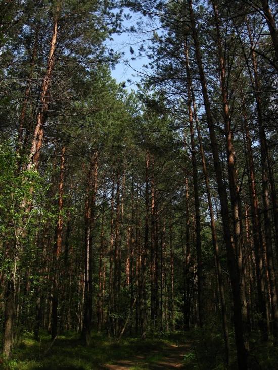 Варварівка з panoramio.com - Варварівка