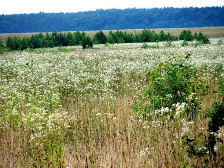 Чудля з panoramio.com - Чудля