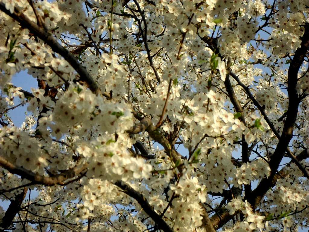 фантазії природи - Тейсарів