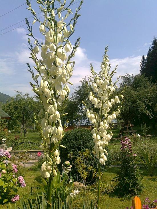 Розтоки з panoramio.com - Розтоки