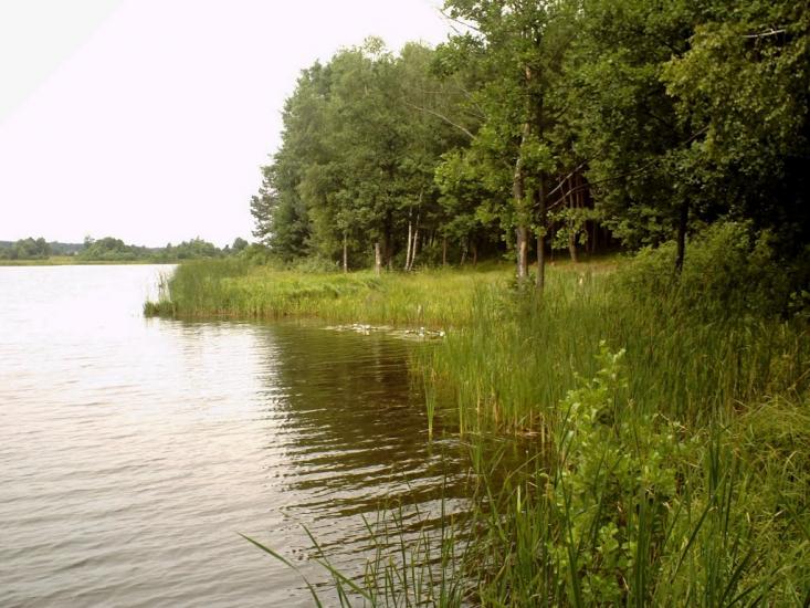 Коти з panoramio.com - Коты