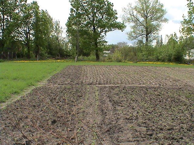 Забріддя з panoramio.com - Забродье