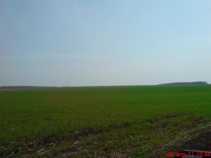 Золоте з panoramio.com - Золотое